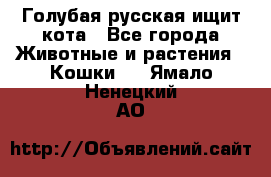 Голубая русская ищит кота - Все города Животные и растения » Кошки   . Ямало-Ненецкий АО